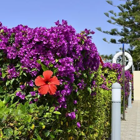 Napa Apts 3* Айя-Напа